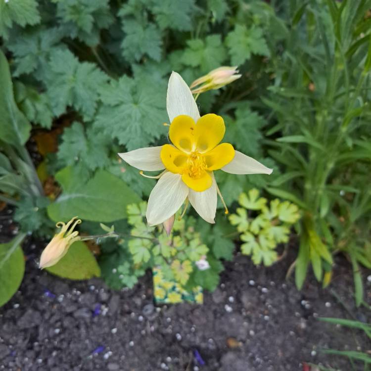 Plant image Aquilegia 'Yellow Star' (Star Series)