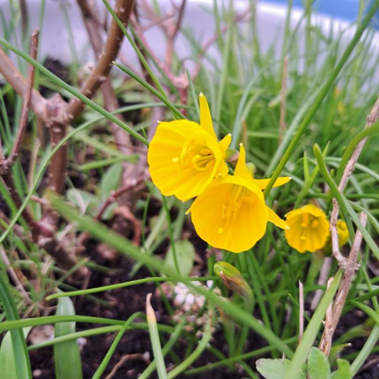 Plant image Narcissus bulbocodium 'Golden Bells Group' syn. Narcissus bulbocodium 'Golden Bells', Narcissus 'Golden Bells', Narcissus 'Silvania'