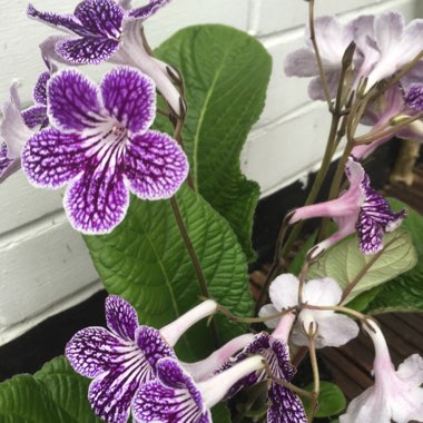 Streptocarpus 'Polka Dot Purple'