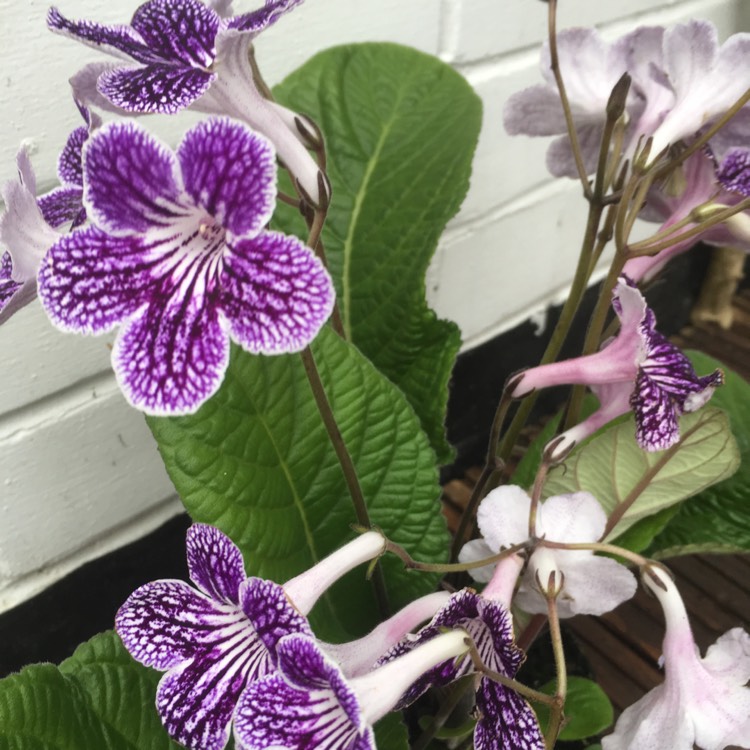 Plant image Streptocarpus 'Polka Dot Purple'