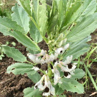 Vicia Faba 'Aquadulce Claudia'