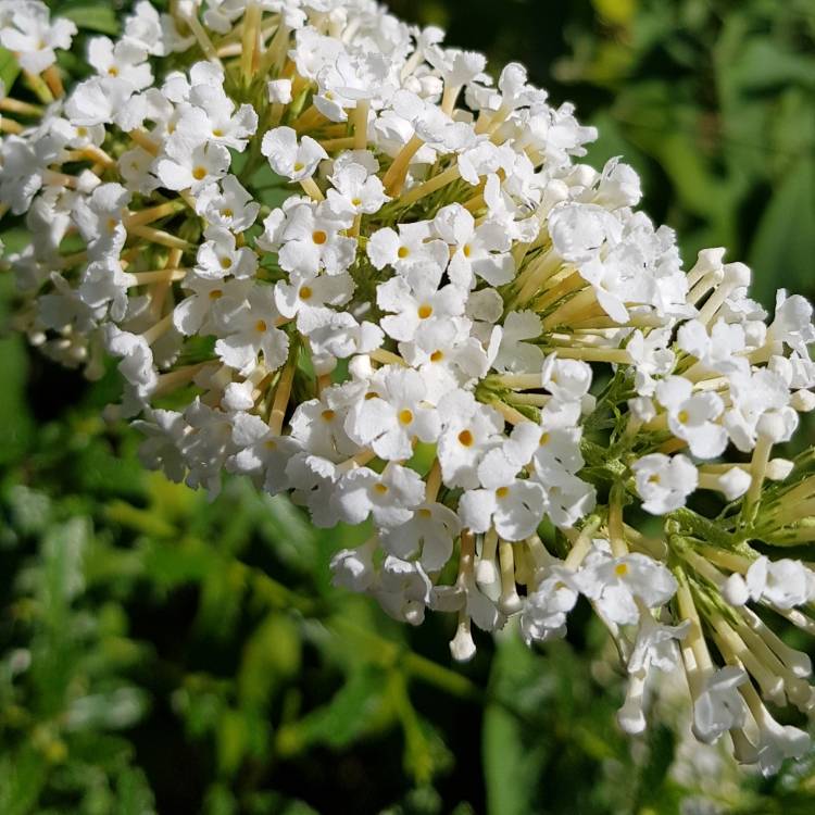 Plant image Buddleja davidii 'Markeep' (English Butterfly Series) syn. Buddleja davidii 'Marbled White'