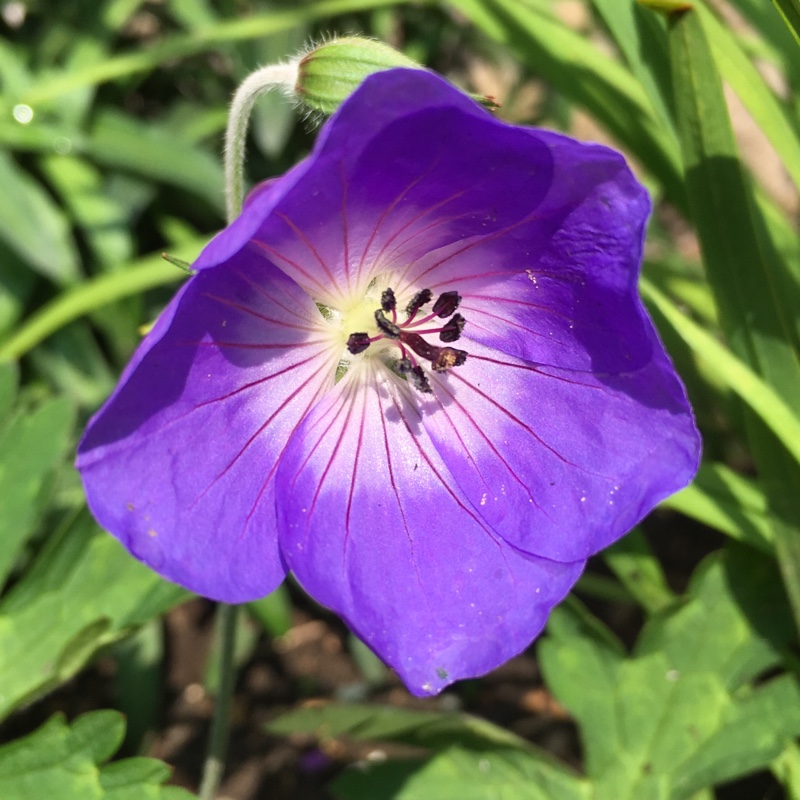 Cranesbill 'Rozanne'