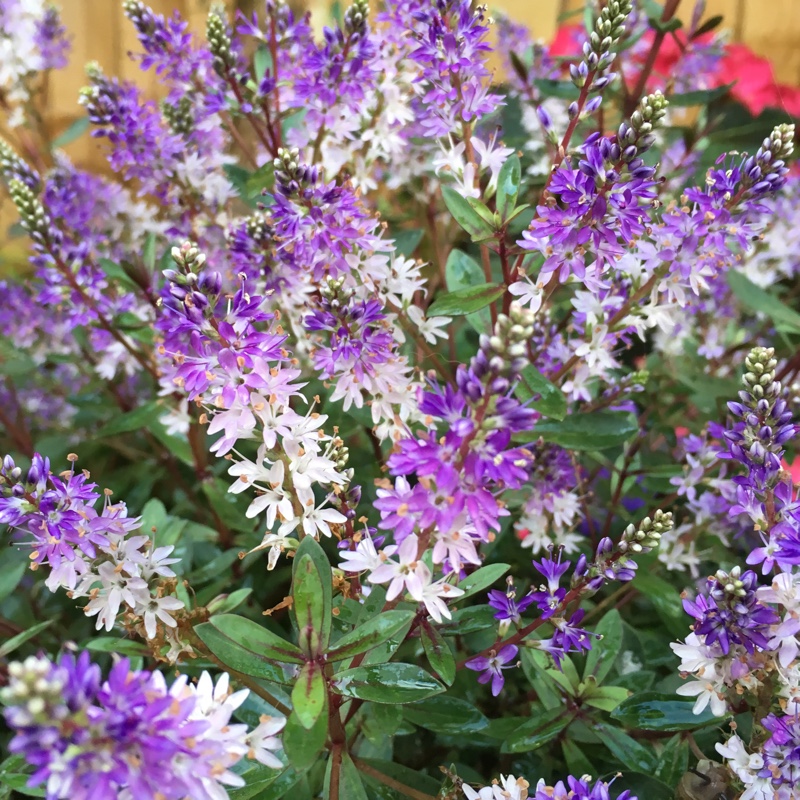 Shrubby Veronica  'Caledonia'