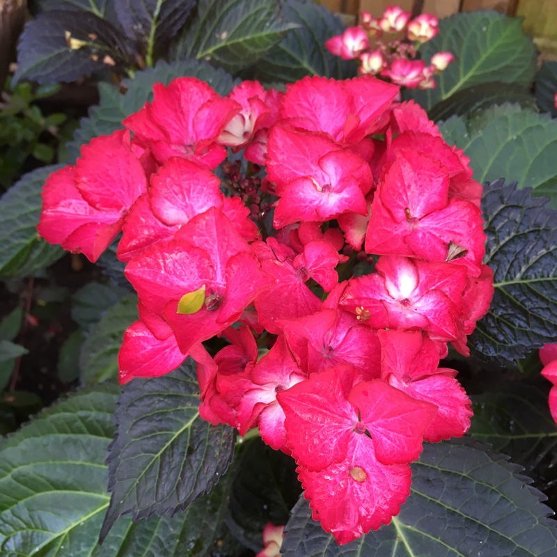 Hydrangea 'Dark Angel'