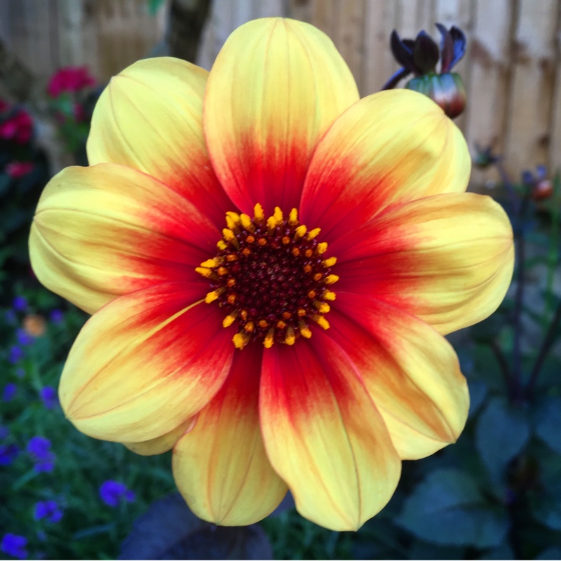 Dahlia 'Moonfire'