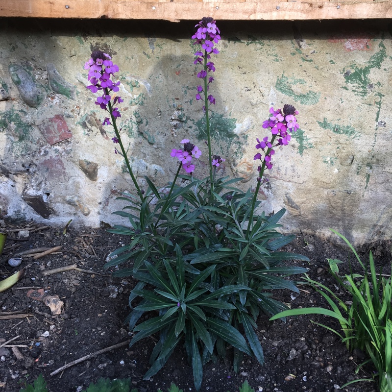 Wallflower 'Bowles's Mauve'