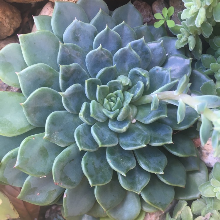 Plant image Echeveria Blue Wren