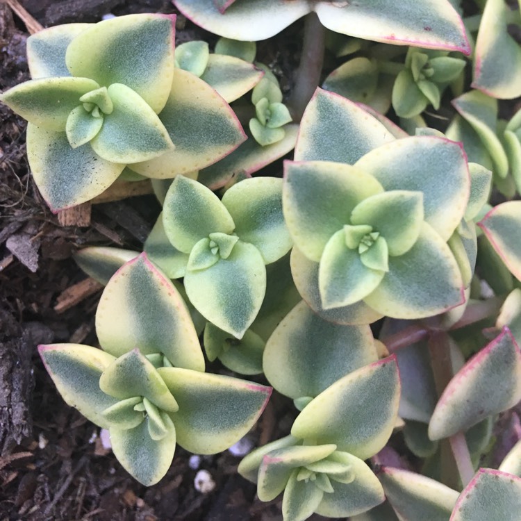 Plant image Crassula 'Isabella'