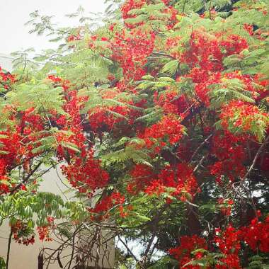 Delonix regia