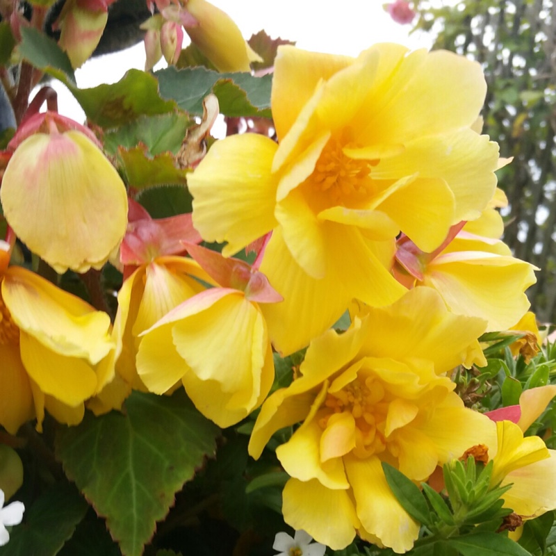 Begonia (Tuberous)