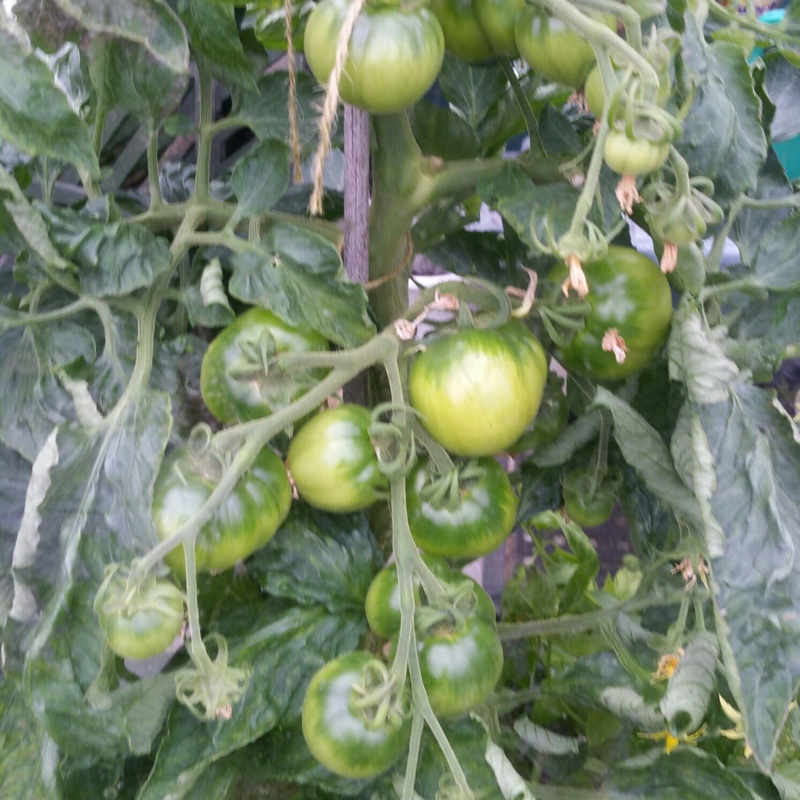 Solanum lycopersicum 'Alicante'