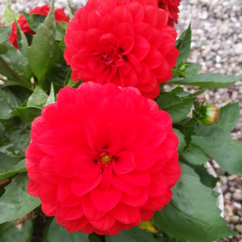 Dahlia 'Labella Piccolo Coral' (Labella Series)