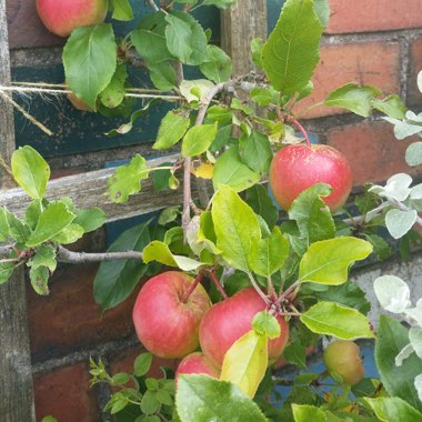 Malus domestica