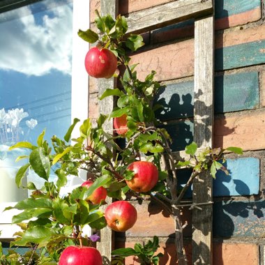 Malus domestica