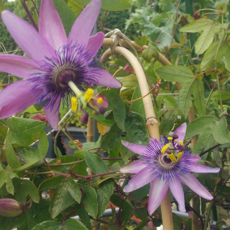 Plant image Passiflora 'Amethyst' syn. Passiflora 'Lavender Lady'