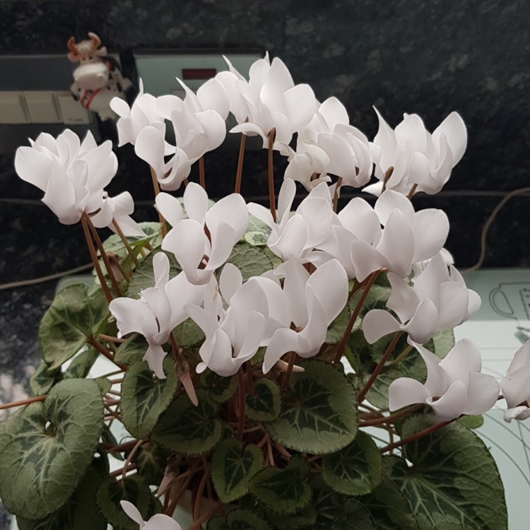 Plant image Cyclamen 'Halios Pure White' (Halios Series)