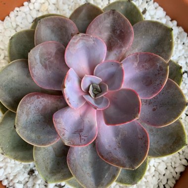 Echeveria Perle Von Nurnberg