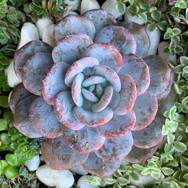 Echeveria laui