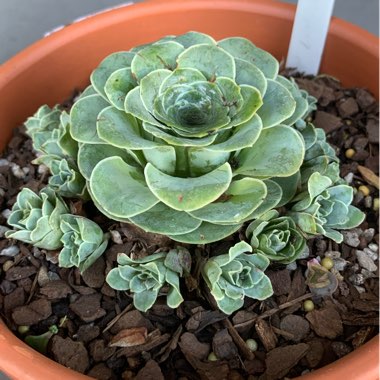 Aeonium Aureum