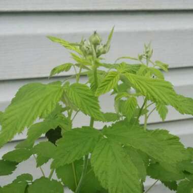 Rubus idaeus