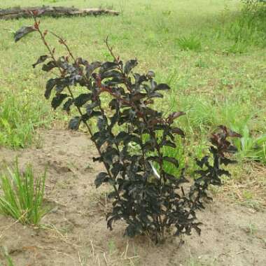 Lagerstroemia 'Black Diamond®' Red