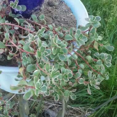 Sedum Spurium Tricolor