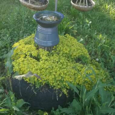 Sedum spurium 'Green Mound'