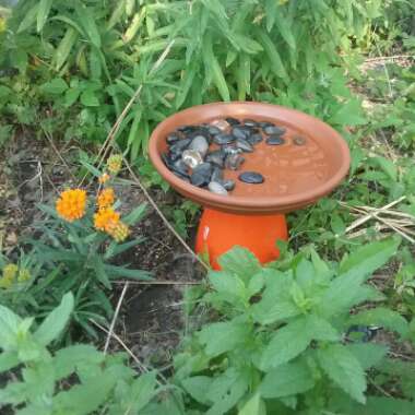 Asclepias tuberosa