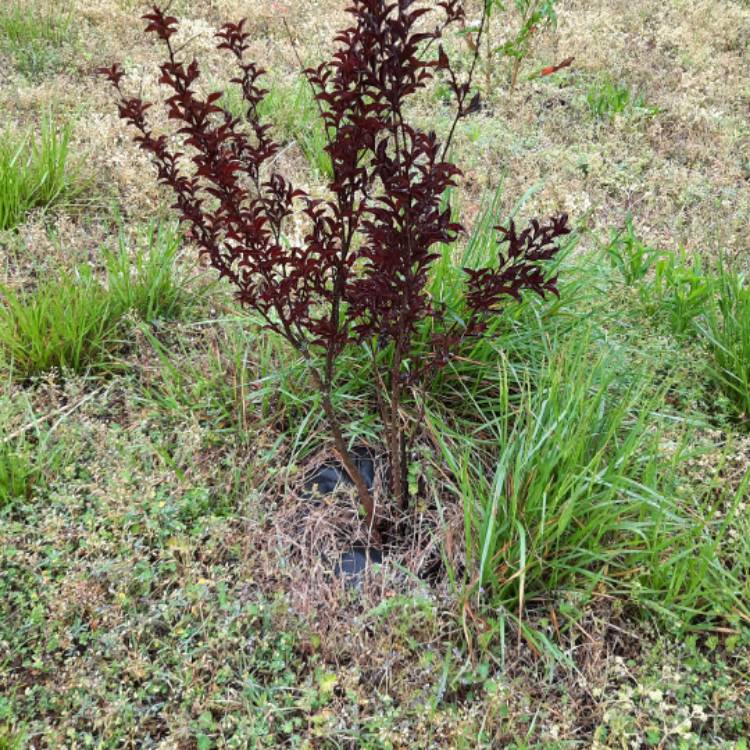 plant image 1583844