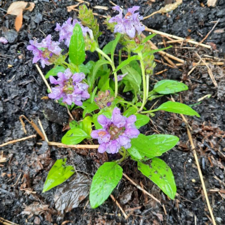 Plant image Prunella