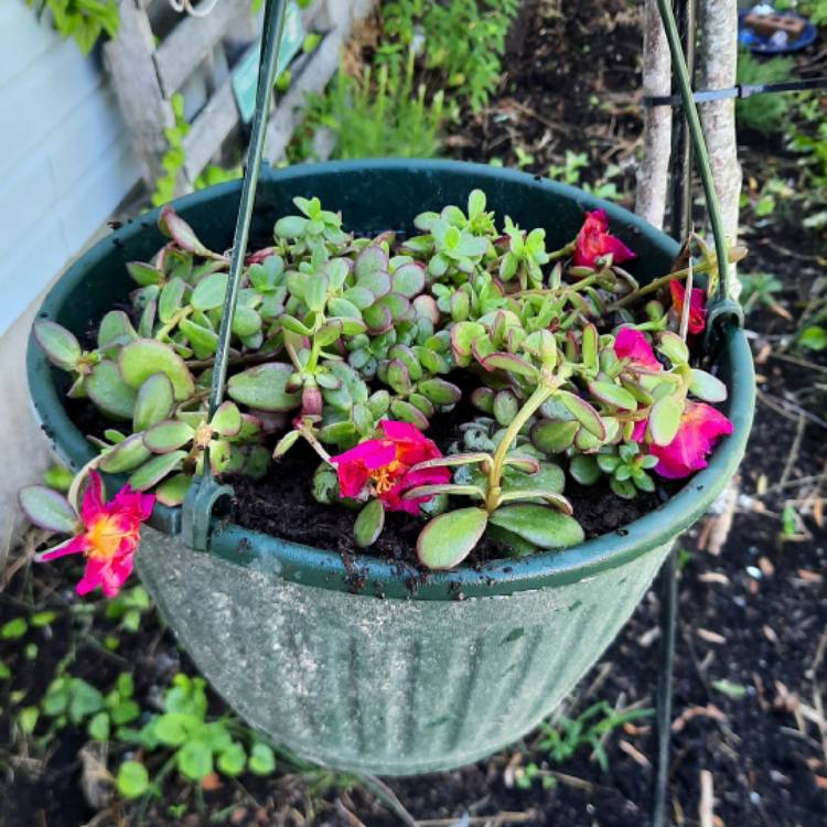 Plant image Portulaca grandiflora 'Mojave Pink'