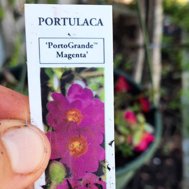 Plant image Portulaca grandiflora 'Mojave Pink'