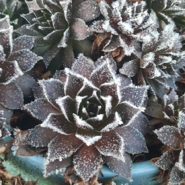 Plant image Sempervivum Black Mini