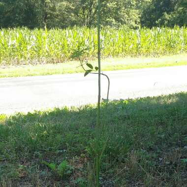 Sambucus nigra subsp. canadensis.