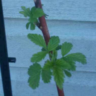 Rubus idaeus