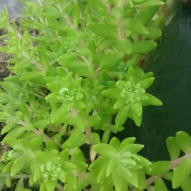 Sedum spurium 'Green Mound'