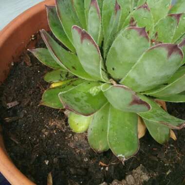 Sempervivum Tectorum Greenii