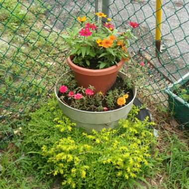 Zinnia elegans