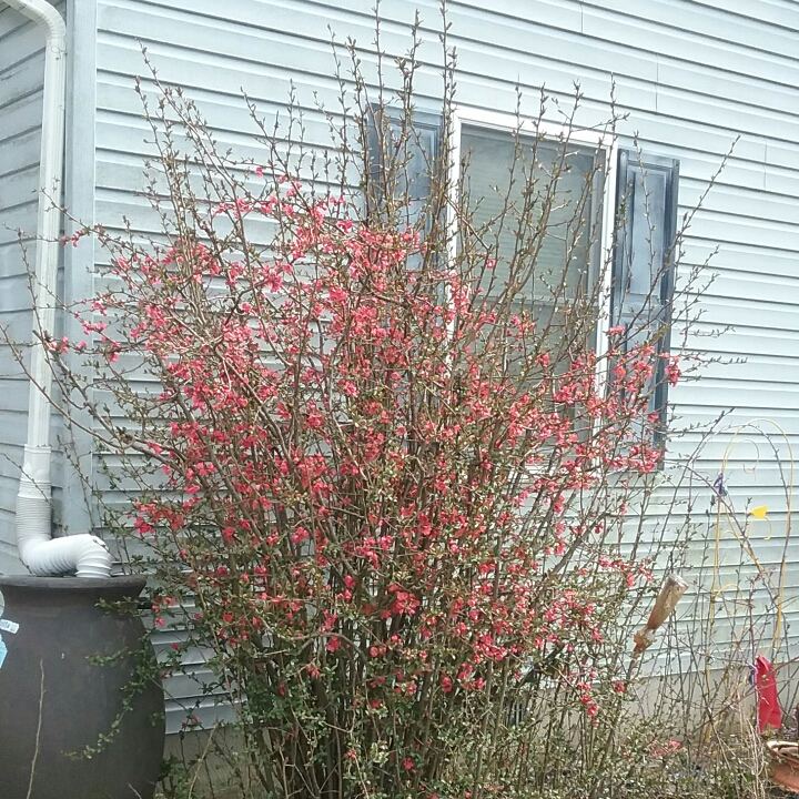 Plant image Chaenomeles