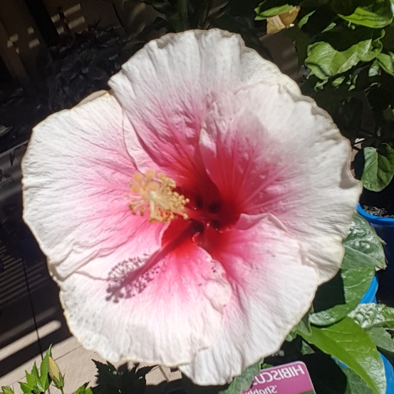 Plant image Hibiscus rosa-sinensis 'Shabby Chic'