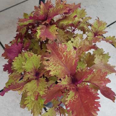 Solenostemon scutellarioides  syn. Plectranthus scutellarioides, Coleus scutellarioides, Coleus blumei