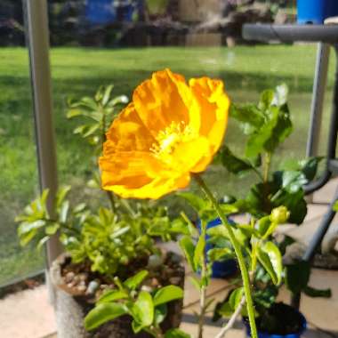 Papaver nudicaule 'Gartenzwerg Group' syn. Papaver nudicaule 'Garden Gnome Group'