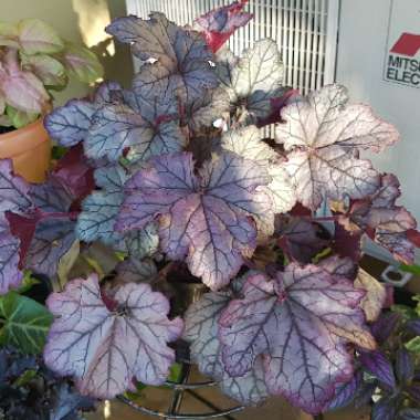 Heuchera 'Spellbound'