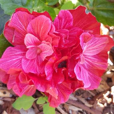 Hibiscus rosa-sinensis