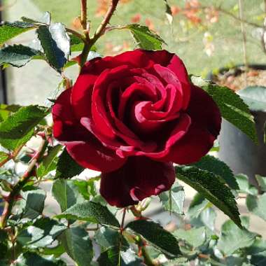 Rosa 'Peawinner' syn. Rosa 'Ruby Celebration', Rosa 'Opulence'