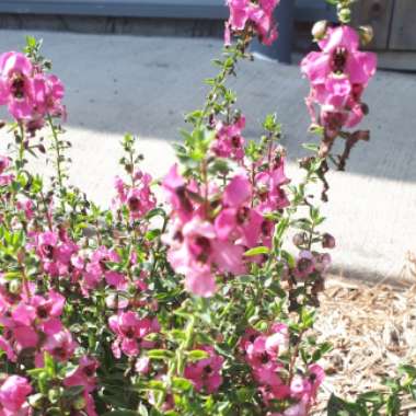 Angelonia angustifolia 'Serena Mix' (Serena Series)