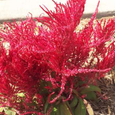 Celosia argentea plumosa