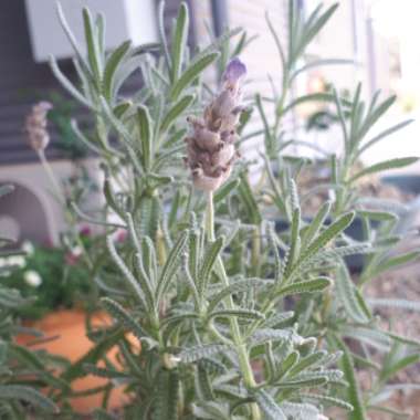 Lavandula Dentata