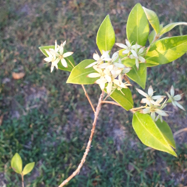 Plant image Backhousia myrtifolia 